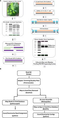 High-throughput sequencing application in the detection and discovery of viruses associated with the regulated citrus leprosis disease complex